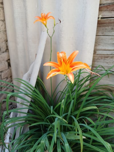 The image depicts two orange lilies in a garden setting. One lily, larger and more in focus, is positioned in the upper right quadrant of the frame, its petals unfurling. The second, smaller lily hangs from a delicate stem in the lower left quadrant. Both lilies are vibrant orange with streaks of yellow. They are set against a backdrop of lush green foliage, likely from the same plant.
In the background, a weathered wooden fence is visible at the top of the frame. Below the fence, a textured white surface, possibly corrugated material or a tarp, creates a layered effect. The ground beneath appears to be paved with rough-hewn stones.
The lighting suggests it is daytime, with no strong shadows indicative of early morning or late evening. The overall scene evokes a sense of natural beauty and tranquility, typical of a garden environment. The image is a close-up view, focusing on the delicate details of the flowers and their immediate surroundings. There is no visible text within the image. The location context provided is Sadovoe, Kyrgyzstan.