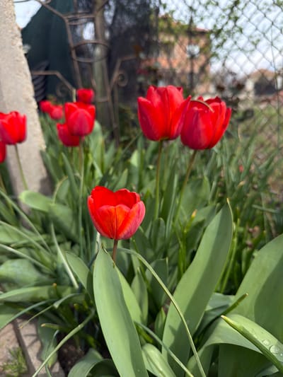 The image depicts a close-up view of red tulips blooming in what appears to be a garden or yard. The foreground features several vibrant red tulip flowers with green stems and leaves. The background includes a blurred fence and some foliage. The location, Damianitsa, Bulgaria, is not directly verifiable from the image itself, but the plant life and architectural features are consistent with a European setting. The image primarily focuses on the natural elements, highlighting the tulips as the central subject. There are no people or animals visible in the frame. The scene conveys a sense of springtime or early summer.