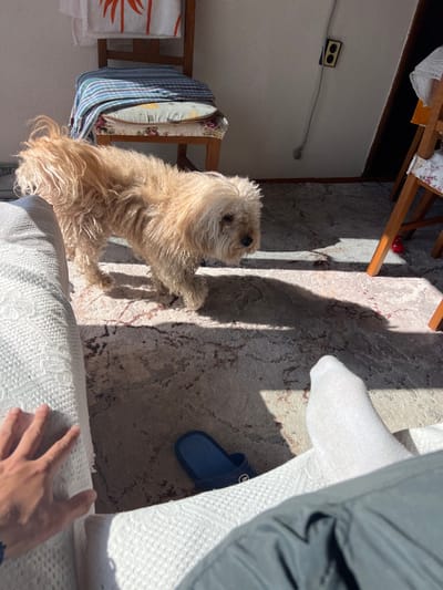 The scene depicts an indoor setting in Djigurovo, Bulgaria, under bright natural light, casting distinct shadows. A light-brown, shaggy-haired dog, approximately medium-sized, is captured in motion, walking rightward across a light-colored rug with dark, abstract patterns. The dog appears to be looking towards the viewer's right. In the immediate foreground, a person's left hand rests on the textured white armrest of a sofa or armchair, and a left foot, clad in a white sock, along with a portion of a dark-trousered leg, is visible to the right. On the rug, near the center-bottom, a single blue slip-on sandal is present. In the background on the left, a wooden chair with a floral-patterned seat cushion holds a folded striped blue blanket and an orange and white towel with a palm tree motif draped over its back. To the right, another wooden chair leg is partially visible, with a small red toy on the floor beneath it. A white wall extends across the background, featuring a dark-colored electrical outlet with two receptacles and a grey cable running vertically downwards. A dark entryway is partially visible on the far right.