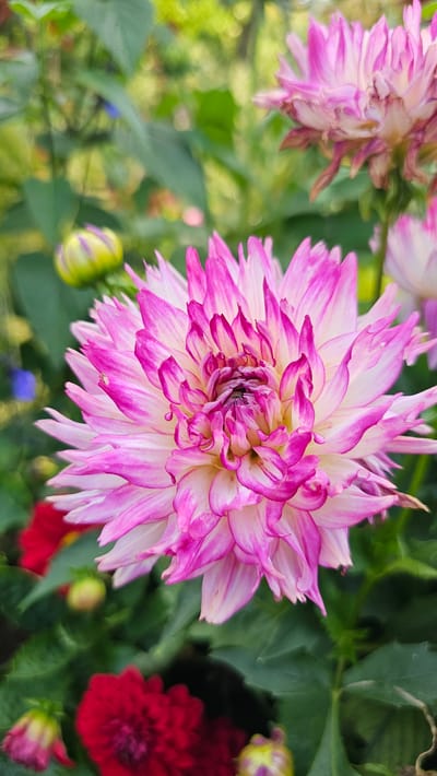 This is a close-up, vertical, outdoor photograph of a pink and white dahlia flower. The flower is in full bloom and its petals are pointed and layered, with vibrant pink edges fading to white at the tips. The center of the flower is a deeper, reddish-purple. The background is softly blurred, showing hints of green foliage, other flowers (including red dahlias and buds), and possibly some dappled sunlight. The image appears to have been taken in a garden or park setting. There are no people or animals visible in the image.