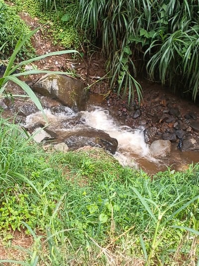 A stream cascades over rocks amidst dense greenery. The water is foamy and brown, indicating sediment. Lush green grass and reeds border the stream, creating a natural, overgrown appearance. The rocks are dark and smooth, worn by the water's passage. The setting conveys a serene, wild environment, where the stream is a central feature, surrounded by thriving vegetation.