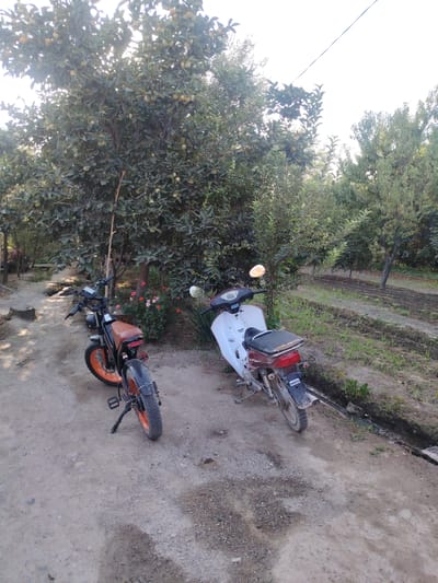 Two parked motorcycles, a black electric motorcycle and a white scooter, are situated on a dirt path in what appears to be an orchard or agricultural area. The black motorcycle, positioned closer to the viewer and on the left, features orange accents on its wheels and a brown seat. The white scooter, to the right, has a black seat and is partially obscured by the black motorcycle. Behind the motorcycles, several trees with green foliage and some visible fruit can be seen. To the right of the path, rows of tilled soil suggest cultivation. The environment is rural, with natural lighting indicating it is daytime. The scene is static with no human presence or activity depicted. This image was taken in Dehmoy, Tajikistan.