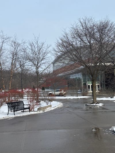 This image captures a winter outdoor scene in what appears to be an urban or suburban environment. The dominant subjects are several bare, deciduous trees with intricate branch networks, stretching towards an overcast, light gray sky.

On the left side of the frame, a modern building with multiple stories is visible, featuring reflective glass windows and sections of reddish-brown brickwork. Reflections of the surroundings, possibly other buildings or trees, can be seen in the building's facade.

A paved walkway, likely made of concrete, extends from the lower right foreground towards the mid-left background. Along the edges of this path and around the bases of trees and low-lying, red-twigged shrubs, patches of melting snow and ice are visible. Several puddles on the pavement suggest recent precipitation or ongoing snowmelt.

In the lower right corner, a black metal slatted bench is positioned next to the walkway, partially surrounded by snow. A light-colored vehicle, possibly a van or SUV, is partially obscured by the shrubs in the mid-ground.

The scene depicts a quiet daytime setting, characterized by the soft, diffused light from an overcast sky and the stark, dormant appearance of winter foliage. No human activity is visible, and there is no discernible text within the image.