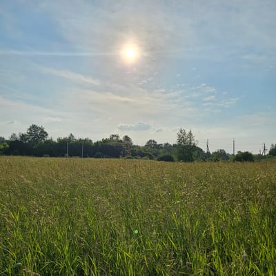 The image depicts a wide, sunlit field of tall green grass, its stalks swaying gently. In the background, a dense line of trees forms a natural barrier, with a few scattered power lines and poles interspersed. The sky above is a clear blue, punctuated by wispy white clouds and the bright, overhead sun, which casts a soft glow across the landscape. There are no people visible in the scene. The overall impression is one of a serene, rural environment. The specific location in Pugachi, Russia, is a natural area, likely a meadow or undeveloped land.