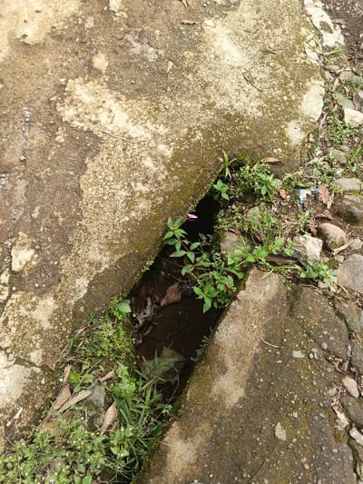 A narrow concrete drain runs between two slabs, choked with vegetation. Weeds and moss thrive on the damp concrete and within the drain itself. Water pools in the drain's dark depths, obscured by fallen leaves and debris. Patches of moss and algae grow on the concrete, creating a weathered and aged appearance. A few rocks and pebbles dot the right side of the drain.