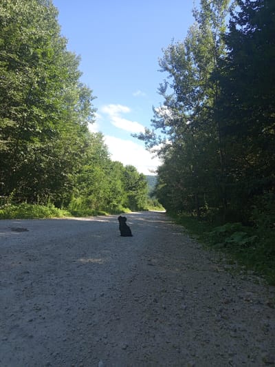 An outdoor, medium-shot, eye-level view captures a rural road with a black dog sitting in the middle of it. The road is made of gravel and dust, and it curves into the distance. On either side of the road are dense green trees. The sky is blue with a few scattered white clouds. The sun is shining, casting shadows on the road. The location of the image is in the city of Giaginskaya, Russia.