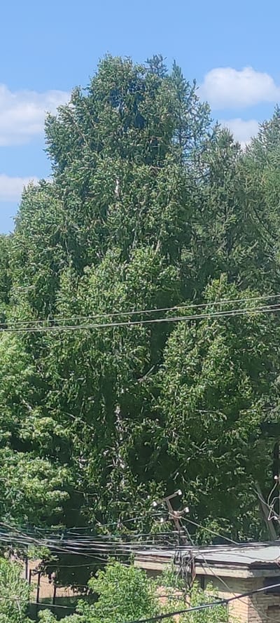 A medium-shot photograph depicts a dense canopy of green trees under a bright blue sky with scattered white clouds. Power lines crisscross the lower half of the image, with a rooftop and foliage visible beneath them. The scene appears to be an outdoor environment within the city of Ridder, Kazakhstan. There are no people or animals present in the frame, nor any discernible actions or interactions. The focus is on the natural elements of trees and sky, juxtaposed with man-made infrastructure.