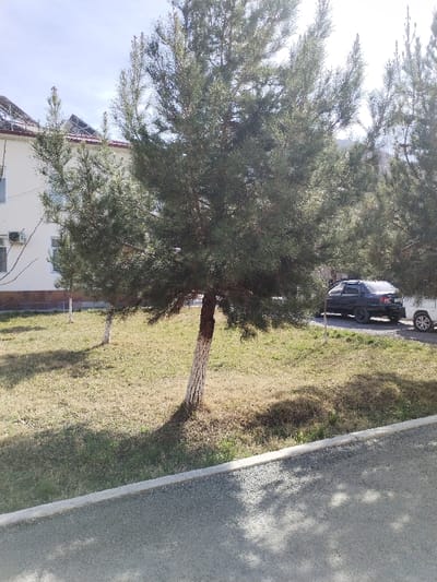 This image presents an outdoor scene located in Yangiariq, Uzbekistan, under daylight conditions. The foreground features a light grey asphalt surface with tree shadows cast upon it, separated by a light-colored concrete curb from a grassy area. This grassy section displays a mix of dry, yellow-brown, and green patches. Several conifer-type trees with dense green foliage are present; the most prominent tree in the center has its lower trunk painted white. A smaller, similarly painted tree stands further back in the grassy area. In the background, to the left, a light-colored building with dark windows and exterior air conditioning units is visible. Its roof is partially visible, featuring red tiles and what appear to be dark solar panels or exposed rafters. To the right, two vehicles are parked on a dirt patch: a dark-colored sedan with tinted rear windows, and the partial front section of a white vehicle. The sky above is light blue with sparse cloud cover. No individuals are visible in the scene.