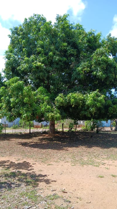 The image depicts a large, mature tree with dense green foliage located in El Samán, Venezuela. The tree is situated on a patch of dry, reddish-brown soil with sparse vegetation. A fence runs along the right side of the tree's base, separating it from a grassy area. In the background, hints of residential buildings painted blue are visible. The sky is clear with scattered white clouds. The image is taken from a low angle, capturing the full height of the tree. Shadows from the tree are cast on the ground, suggesting sunlight from the right side of the frame. No people or animals are present in the scene.
