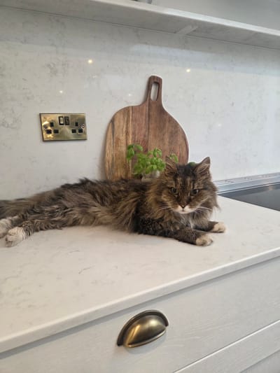 This media file depicts a domestic cat in a kitchen setting. The cat, a long-haired tabby with brown and grey markings, is sprawled horizontally across a white marble countertop. Its paws are visible, with the front paws gripping the edge of the countertop. A wooden cutting board with a handle, and a small bunch of green basil leaves are placed on the countertop to the left of the cat. To the left of the cutting board, a gold-colored electrical socket is mounted on the wall. To the right of the cat, a gold cabinet handle is visible on a pale grey cabinet door. The lighting suggests an indoor environment, possibly during the day, with reflections on the marble surface indicating a light source. The overall scene is domestic and appears to be set in a modern kitchen. No text is visible in the image.