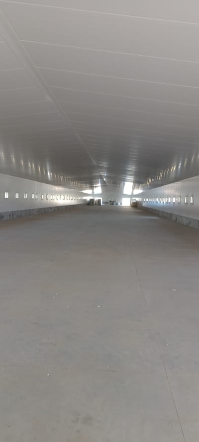 The image shows the interior of a large, empty, industrial building, likely a warehouse or agricultural structure, in Magnuszewice, Poland. The floor is a smooth, grey concrete surface. The walls are white, and along them are rows of small, rectangular windows. The ceiling is white and has a ribbed or corrugated texture, with visible beams or supports. Light streams in from openings at the far end of the building, illuminating the space and creating reflections on the ceiling. There are no people visible in the image. Some indistinct objects, possibly pallets or containers, are present in the distance. The overall impression is one of a new or recently completed construction.