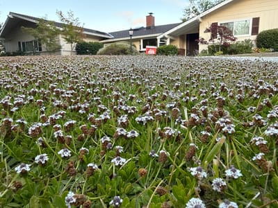 In Alamo, California, a low-angle perspective captures a dense ground cover of small, white, star-shaped flowers with dark centers, interspersed with brown seed heads and lush green foliage. The foreground is dominated by this thick carpet of flowering plants, suggesting a well-maintained lawn or garden. In the mid-ground and background, single-story homes with beige siding and dark roofs are visible. One house features a red and white "Class of 2026" sign near a brick chimney and a traditional street lamp. Another house has a darker tiled roof and an ornate entryway. Trees with green and reddish foliage are situated in front of the houses, and manicured green bushes line the property. The sky is a clear, pale blue with a hint of white clouds, indicating an overcast or early morning setting.