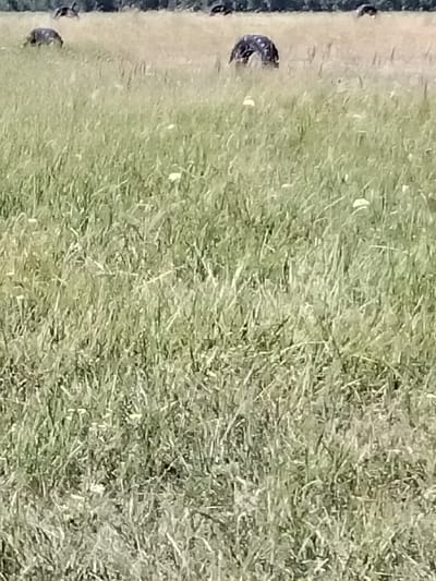 In a grassy field, several tortoises are visible. The foreground is dominated by tall, green grass with some small white flowers scattered throughout. In the middle ground and background, more tortoises are seen grazing or moving through the field. The tortoises are of varying sizes and colors, some appearing dark and speckled. The environment suggests an outdoor, natural setting. The image does not provide specific details about the city of Bulaev, Kazakhstan, beyond the general context of an outdoor scene.