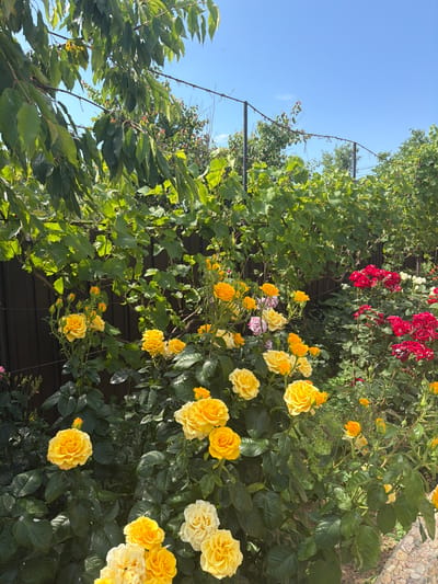 In a sun-drenched garden in Ароматненское сельское поселение, Ukraine, a vibrant display of roses commands attention. The foreground is dominated by clusters of yellow roses in various stages of bloom, their petals velvety and rich. Interspersed among them are a few pale yellow and white roses, adding subtle variation to the palette. Behind the yellow roses, a hedge of deep red roses creates a striking contrast, their full blossoms adding depth to the scene. The roses are set against a backdrop of lush green foliage, some of which appears to be grapevines, their leaves forming a dense canopy. A dark wooden fence runs horizontally behind the plants, grounding the composition. Overhead, a clear blue sky stretches across the frame, hinting at a warm, summer day. The image captures a tranquil moment in a flourishing garden, a testament to the beauty of nature.