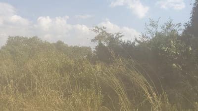 Overgrown field in summer, dominated by tall, dry grasses and mixed vegetation. Hints of dense trees in the background, partially obscuring a cloudy sky. Hazy atmosphere with muted colors, casting a muted and warm light across the scene. Over all, a pastoral scene.