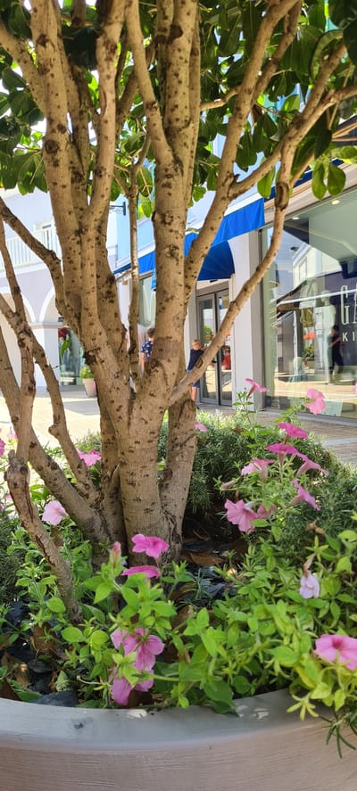 The media file shows a close-up view of tree branches in the foreground, with a blurred background of a storefront and people. Pink petunias are visible among the foliage. The branches are thick and textured, with dark spots. In the background, a person wearing a dark shirt is walking near a storefront with large windows. Reflections in the windows show some of the store's interior, including mannequins and clothing. Blue awnings are visible above the storefront. The lighting suggests it is daytime. The overall scene appears to be an outdoor shopping area or a public walkway.