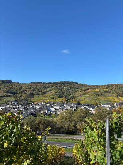 The image displays an elevated panoramic view of Reil, Germany, situated in the Moselle Valley, under a clear, bright blue sky with one small white cloud in the upper right quadrant. The foreground is occupied by sections of green and yellow-leafed grapevines, partially obscuring the lower right and left edges, with a grey metal trellis post visible on the right. Below the vineyards, a multi-lane road runs horizontally, with the Moselle River beyond it, bordered by trees exhibiting autumn foliage. A green bridge spans the river, connecting to the town. The town of Reil is densely packed along the riverbank and extends onto the lower hillsides, featuring numerous buildings with light-colored facades and dark-grey or brown roofs. Behind the town, steep hills are extensively terraced with vineyards displaying vibrant autumnal yellow, orange, and green hues. The uppermost sections of the hills are covered in a mix of dark green coniferous and colorful deciduous forest. No individuals or active vehicles are discernible within the frame. The scene is illuminated by direct sunlight, indicating daytime.