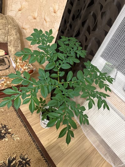 This media file captures an overhead view of a large, healthy houseplant situated indoors in Krapivka, Russia. The central subject is a vibrant green plant with numerous compound leaves, each comprising multiple leaflets. The leaves are a dark, rich green and appear robust. The plant is housed in a pot, the top of which is partially visible and appears to be covered in crinkled aluminum foil.
The plant is positioned near a window, indicated by the presence of two layers of curtains. Behind the plant, a dark brown, opaque curtain with a subtle, wave-like patterned weave is visible. Overlapping this, and extending to the right, is a sheer, white, mesh-textured curtain, allowing diffuse light to enter.
The flooring to the right of the plant is light-toned wooden planks. On the lower right, a portion of a patterned rug with beige and brown tones, featuring abstract floral or leaf designs, is visible. To the left of the plant, several pieces of upholstered furniture are present. One piece is a light beige with a faint floral outline pattern, while another exhibits a more intricate, colorful patterned fabric in earth tones.
The image is captured from a high angle, looking down into the room. The natural lighting suggests it is daytime. There is no specific activity taking place, and no visible text is present in the image.