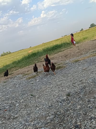 A young girl in a red and black checkered dress runs through a grassy field under a cloudy sky. She has a white bag in her hand. Several chickens are scattered across a gravel path in the foreground. The sun is low in the sky, casting long shadows and suggesting it is either early morning or late afternoon. The landscape appears to be rural, with rolling hills and agricultural fields in the background. The overall mood is peaceful and idyllic, with the girl's movement adding a sense of playful energy to the scene. The location is Arimjan, Kyrgyzstan.