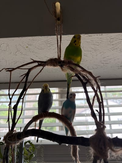 Three budgerigars are perched on a decorative branch structure hanging from the ceiling. The budgerigar on the top is predominantly green with yellow on its head and neck. The budgerigar on the middle left is gray with a yellow head. The budgerigar on the middle right is white with turquoise markings on its back and wings. The branch structure is made of natural wood and wrapped with twine. Behind the birds, a window with blinds is visible, letting in natural light, which creates a silhouette effect on the ceiling. The scene appears to be indoors. This image was not taken in Alpharetta, United States of America.