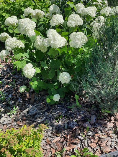 The image shows a garden bed with several white hydrangeas in full bloom, a coniferous shrub, and a small flowering plant with brown seed heads. The ground is covered in bark mulch. The scene appears to be in Mar'ino, Russia, given the information provided. There are no people or animals present in the image. The lighting suggests it is daytime, with sunlight casting shadows on the ground.
