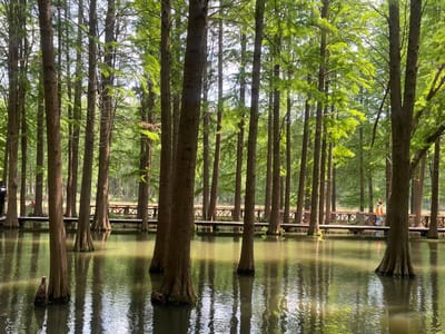 The image shows a cypress forest in Xinghua, China. A raised, wooden boardwalk with decorative "X" railings winds through the trees and a body of water. The trees have slender trunks, and the water reflects the trees and the sky. A person wearing an orange vest walks along the boardwalk in the distance.