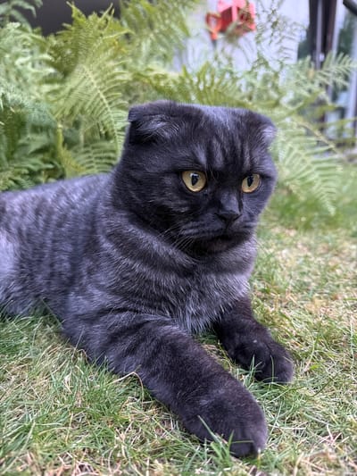 A Scottish Fold cat with charcoal-colored fur and yellow eyes lies on green grass in front of lush green ferns and blurred foliage. The cat's ears are folded forward, and its gaze is directed slightly to the right. In the background, out of focus, a red object with a blurry white structure can be seen, possibly indicating a building or garden feature. The overall scene suggests an outdoor setting in a garden or yard.