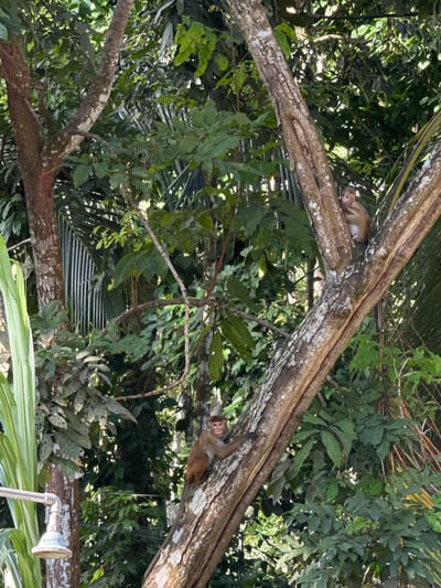Two monkeys are perched on a large tree branch amidst lush green foliage. One monkey is lying down on its side, facing left, with its head resting on its paws. Its body is mostly obscured by leaves, but its face is clearly visible. The second monkey is hanging from another branch, upside down, with its arms and legs clinging to the bark. Its head is turned towards the camera, and it appears to be looking at the viewer. The scene is set in a tropical environment, likely a forest or jungle, given the dense vegetation and the presence of monkeys. The lighting suggests it is daytime, possibly morning or afternoon, with sunlight filtering through the leaves. The overall mood is peaceful and natural, with the monkeys appearing relaxed in their arboreal habitat. No visible text is present in the image. The location context is Arachikanda, Sri Lanka.