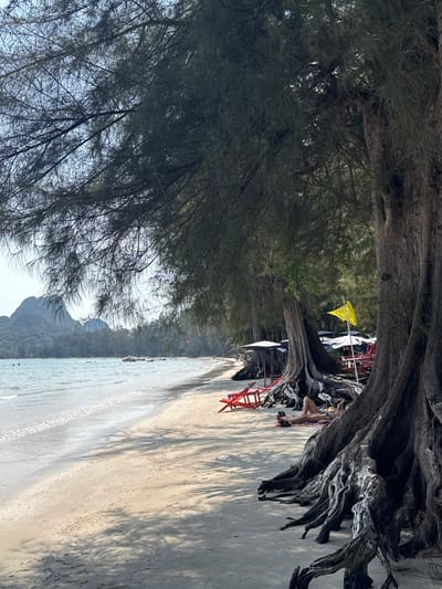 A beach scene featuring a dense tree canopy overhead, casting shadows on the sand. The beach is lined with trees, their exposed roots adding a rustic element. Several red chairs are scattered along the shoreline, suggesting a relaxed atmosphere. In the distance, a mountain peak rises from the water, creating a scenic backdrop. A person in a bikini is visible near the trees. A yellow flag is fluttering gently among the trees.