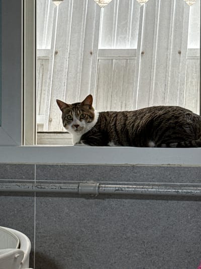 A tabby cat with brown and white markings is lying on a white windowsill. The cat is looking to the left of the frame with its head turned towards the viewer. Behind the cat, a translucent white blind or curtain is visible, with vertical slats. Below the windowsill, a gray tiled wall with a horizontal pipe is present. The scene appears to be indoors, possibly in a residential building in Gwangju, South Korea.