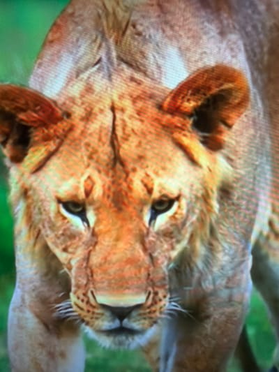 This is a close-up, medium-shot photograph of a lion's face, looking directly at the camera. The lion has amber-colored eyes, a dark nose, and light-colored whiskers. Its fur is a tawny brown and appears textured. The background is a blur of green, suggesting an outdoor, natural environment. There are no people or man-made objects visible in the image. The location is not specified in the image or the provided context.