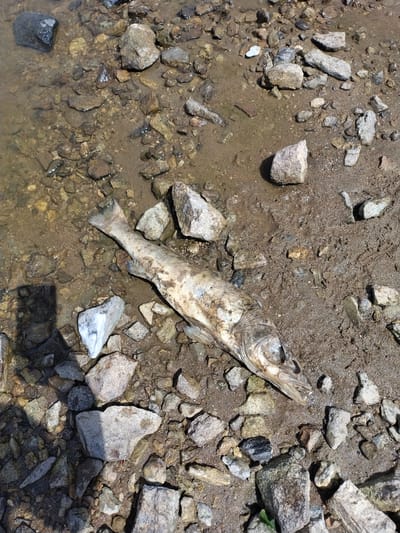 The image depicts a dead fish lying on a muddy and rocky shoreline. The fish is pale and appears to be decomposed, with visible skeletal features around the head. It is positioned lengthwise, partially submerged in shallow, murky water and mud. The surrounding environment consists of various sized stones and pebbles, some of which are wet and reflective. The lighting suggests it is daytime, with shadows cast by some of the rocks. The location is identified as Bližná, Czechia.