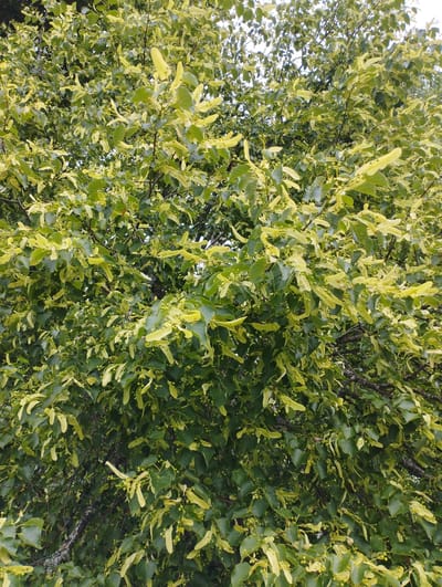 The image shows a close-up view of a linden tree in Konstantinovo, Russia. The tree is full of dark green leaves and is also bearing small, yellowish-green seed pods that hang from the branches. The seed pods are elongated and have a papery texture. The leaves are heart-shaped and have serrated edges. The overall impression is one of lush greenery with the subtle accent of the developing fruit. The branches of the tree are dark and gnarled, suggesting it is mature. The sky is visible through some of the foliage, indicating it is daytime.