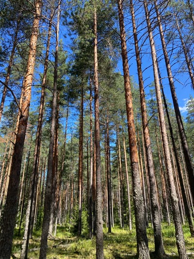 The image shows a view from below, looking up into a dense forest of tall pine trees. The trees are closely packed together, with their trunks rising vertically towards a bright blue sky. The bark of the trees is rough and reddish-brown, with some patches of lighter color and lichen. The needles of the pine trees form a thick canopy, casting dappled shadows on the forest floor, which is covered in green grass and moss. The overall impression is one of natural beauty and tranquility. The location is Leipyasuo, Russia.