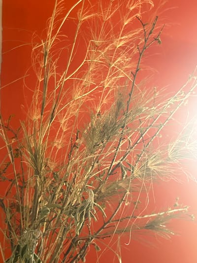 A close-up, vertical, eye-level shot captures a cluster of dried grasses and branches against a vibrant orange backdrop. The lighting appears to be artificial, possibly from a lamp, casting a warm glow and creating a bright, lens-flare-like effect on the right side of the image. The vegetation is diverse, with some stalks appearing thin and feathery, while others are thicker and more woody, interspersed with delicate, wispy strands. Some of the plant material is bent and curled, suggesting age and dryness. The overall impression is one of a dried floral arrangement or a collection of natural materials. The image is devoid of any human presence, animals, or specific landmarks indicating a location in Militello in Val di Catania, Italy.