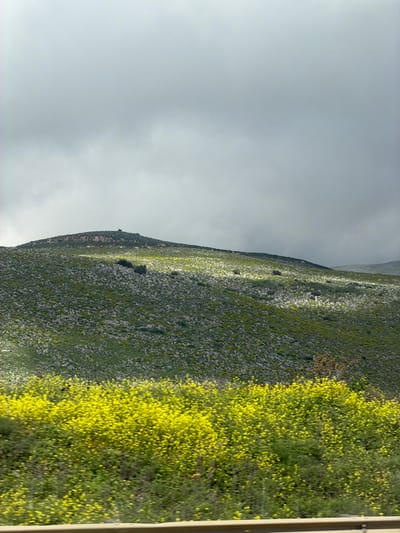 The image depicts a natural landscape within the Galil Elyon Regional Council, Israel, under a partially cloudy sky. The foreground features a dense field of vibrant yellow flowering plants and green foliage, with a light-colored horizontal barrier, likely a guardrail, partially visible at the bottom edge of the frame. Rising behind this foreground vegetation is a prominent hillside, extensively covered with light grey rocks and sparse green growth, interspersed with smaller yellow blossoms. Sections of the mid-slope are brightly illuminated by direct sunlight, creating a stark contrast with adjacent shadowed areas. Several small, dark green shrubs are scattered across the rocky incline. The hill culminates in a rounded summit in the background, characterized by a rocky outcrop and a singular small tree or bush at its peak. The sky above is dominated by thick, dark grey clouds, particularly dense on the right side, while the upper left exhibits areas of brighter, diffused light. No people or animals are visible in the scene.