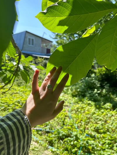 In a sun-drenched yard in Leninskoe, Russia, a person's hand with a ring featuring a botanical design touches a large, vibrant green leaf. The leaf is illuminated from behind, revealing its intricate vein structure. In the background, a light-colored house with a silver roof and a single window is visible through the foliage. The surrounding environment is lush with greenery, suggesting a garden or natural landscape. The overall scene conveys a sense of peaceful connection with nature under a clear blue sky.