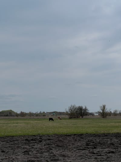 This media file captures a tranquil rural landscape, consistent with the agricultural areas around Bobrov, Russia. The scene is composed of distinct horizontal bands. The foreground, occupying the right side of the frame, features a significant expanse of dark, freshly tilled earth with visible furrows and texture.

Adjacent to this, extending into the midground, is a wide strip of green pasture or field grass. Within this grassy area, two cows are visible: a dark-colored cow stands closer to the center, while a brown and white cow is positioned further back and slightly to the left. Both animals appear to be either grazing or resting peacefully in the field.

Along the distant horizon line, a sparse row of leafless trees and bushes suggests a season of dormancy, such as late autumn or early spring. Beyond these trees, a few indistinct, low-lying structures, likely farm buildings or part of a small settlement, are faintly visible.

The majority of the upper frame is filled with a pale, uniform overcast sky, indicating a daytime setting with soft, diffused light. High in the sky, a small, dark bird is captured in flight, adding a subtle dynamic element to the otherwise serene scene. There are no people or discernible text present in the image. The overall impression is one of a quiet, pastoral environment.