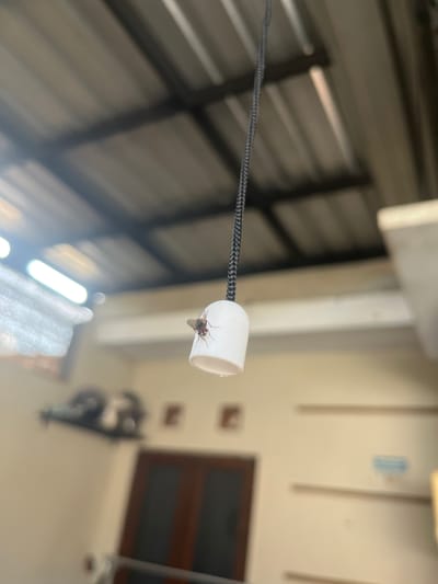 The image shows a close-up of a fly resting on the bottom of a white, cylindrical object attached to a dark braided cord. The background is blurred, but reveals a metal corrugated roof to the left and a light-colored wall with a dark-framed window on the right. Based on the location, this is in Paweden, Indonesia. There are no people visible. The focus is on the fly and its immediate surroundings.