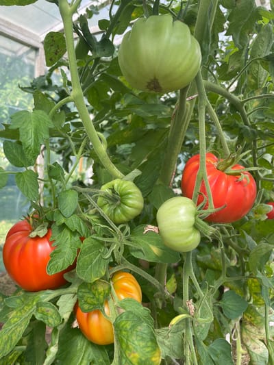A close-up, eye-level shot captures a tomato plant laden with ripening and mature fruit inside a greenhouse. In the foreground, several tomatoes are visible. Two large, vibrant red tomatoes hang prominently, one on the lower left and another on the upper right. Between them, a cluster of green tomatoes, some of which are beginning to turn yellow, are nestled amongst lush green leaves. The plant's thick, hairy stems are clearly visible, supporting the weight of the abundant produce. In the background, the blurry outline of the greenhouse structure suggests an enclosed, controlled environment. The overall impression is one of abundance and healthy growth. This scene is located in Puhja, Estonia.