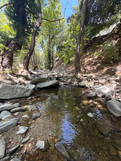 This is a wide-angle, vertical, ground-level photograph of a shallow, rocky stream in the forest near Maries, Greece. The stream bed is filled with smooth, grey stones and pebbles, and the clear water flows gently over them. Sunlight filters through the dense canopy of green trees, casting dappled shadows on the water and rocks. The banks of the stream are lined with more rocks, fallen leaves, and exposed tree roots. Tall, slender trees with rough bark and lush green foliage dominate the scene, with a steep, rocky incline visible on the right side of the frame. The sky is a clear, bright blue. There are no people or animals visible in the image.
