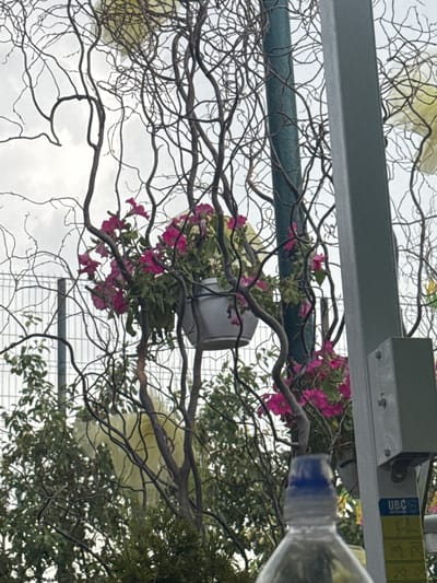 The image shows a close-up view of decorative branches intertwined with pink flowers in a pot, a gray metal pole with a sign, and a partially visible plastic water bottle with a blue cap in the foreground. In the background, a chain-link fence and greenery are visible. The sky is overcast. The scene appears to be outdoors in a public space, possibly a park or street, in the city of Zaliznychne, Ukraine.