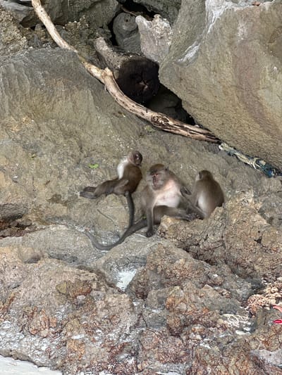 Three monkeys are resting on a rocky outcrop on Ton Sai Beach, Krabi, Thailand. The monkeys are a mix of adults and juveniles, and they are all facing different directions. One adult monkey is in the center of the image, facing left. It has a light-colored belly and dark brown fur. A juvenile monkey is to the left of the adult, facing away from the camera. It has a lighter fur color and a long, dark tail. Another juvenile monkey is to the right of the adult, facing away from the camera. The rocks are large and varied in color and texture, with some appearing smooth and others rough. A few pieces of driftwood are scattered among the rocks, and a frayed rope is visible in the upper right corner of the image. The lighting suggests it is daytime, and the environment appears to be a natural, outdoor setting.