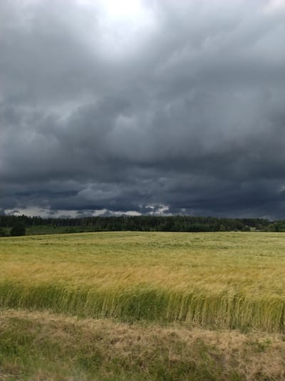 The image depicts a rural landscape with a field of wheat in the foreground, stretching towards a dense forest line in the midground. Above the forest, dark, heavy storm clouds dominate the sky, suggesting an impending weather event. The wheat field appears wind-swept, with tall stalks bending in unison. The lighting is dim and diffused due to the overcast conditions. The location is specified as Dušejov, Czechia.