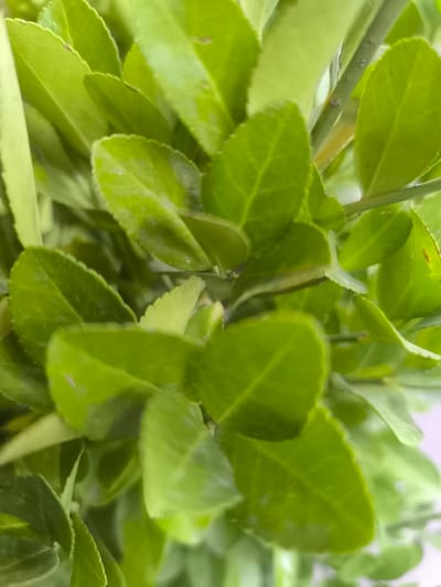A close-up, top-down shot focuses on vibrant green citrus leaves. The leaves are glossy and appear to be slightly wet, with visible veins and slightly serrated edges. The depth of field is shallow, blurring the background and some of the foreground leaves, drawing attention to the sharpest leaves in the center. The overall impression is one of fresh, healthy foliage, possibly from a kaffir lime or similar citrus plant. There are no people, animals, or any recognizable landmarks of Bina, Azerbaijan visible in this image.