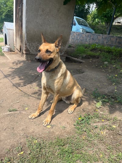 A tan-colored, medium-sized dog, possibly a German Shepherd mix, is seated on dry earth in an outdoor setting in Vlado Trichkov, Bulgaria. The dog faces slightly to the left, with its head turned to the left, showing its right ear and the right side of its face. Its ears are erect, and its dark muzzle is slightly open, revealing a pink tongue extended in a panting posture. A dark collar is visible around its neck, to which a metal chain is attached, extending towards the lower left foreground. Its front paws are extended forward on the dirt.
The ground consists primarily of dry, light brown soil with sparse patches of green grass and scattered dry leaves. Shadows are cast on the ground to the right of the dog, indicating bright sunlight.
In the background to the left, a rustic wooden structure, possibly a shed or outbuilding, with visible planks and brickwork at its base, stands behind the dog. Adjacent to it, further left, is a metallic-roofed dog house. A white, patterned ceramic bowl rests on the ground near the dog house.
To the right of the dog, a low wall constructed of multi-toned, rectangular tiles or stones is present, topped by a dark green wire mesh fence. Beyond the fence, dense green foliage, consistent with trees and bushes, is visible. A light blue compact car is partially obscured by the fence and foliage, with its front end and windshield visible, facing towards the right side of the frame. Further in the distance, behind the car, additional greenery and a small, light-colored structure are discernible.