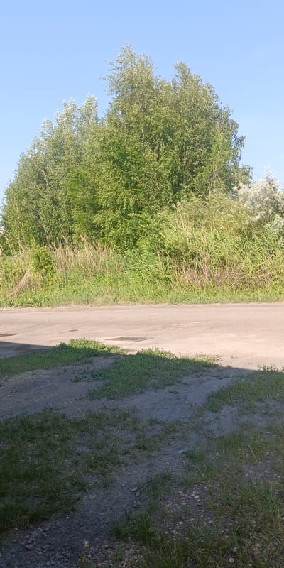A paved road runs horizontally across the mid-ground of the image, with a strip of grass and dirt to the foreground. Beyond the road is a dense line of green trees and tall grass. The sky above is clear and blue. The scene appears to be a roadside in Gornyak, Russia, likely during daylight hours. There are no people or visible signs of recent activity. The image is a still shot, captured from a stationary perspective.