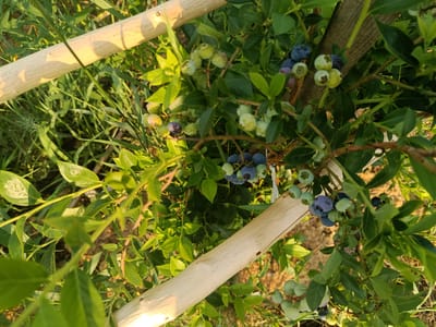 The image shows a close-up, eye-level view of a blueberry bush with developing fruit. The bush is supported by a wooden stake. Several clusters of blueberries are visible, some are green and unripe, while others are a deep blue, indicating ripeness. The leaves of the bush are a vibrant green. The background is slightly blurred, showing more greenery and the ground. The lighting suggests it is daytime, possibly late afternoon due to the warm tones and shadows cast by the stake. The scene is likely outdoors, in a garden or farm setting, within the city of Khynochi, Ukraine. There are no people or animals present in the image.