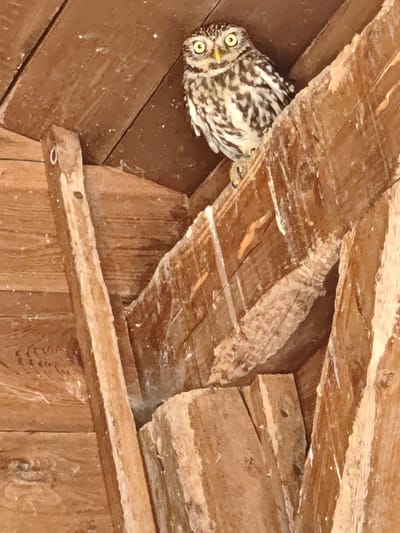 A small owl with yellow eyes and mottled brown and white plumage is perched on a wooden beam within a rustic wooden structure. The owl is looking directly at the camera. The environment appears to be an interior space with rough-hewn wooden walls and beams, suggesting a barn, shed, or attic. There is no indication of the city of Kochau, Austria, within the image itself.