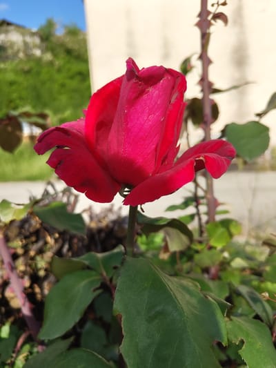 A close-up shot focuses on a vibrant red rose, its petals slightly unfurled, with a thorny stem and green leaves in the foreground and background. The rose appears to be in a garden setting, with blurred greenery, a building, and a blue sky visible behind it. The image captures a serene outdoor moment, possibly in the city of Pletena, Bulgaria, known for its natural beauty.